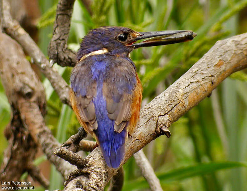 Martin-pêcheur à dos bleuimmature, régime