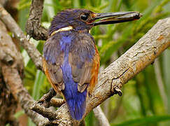 Azure Kingfisher