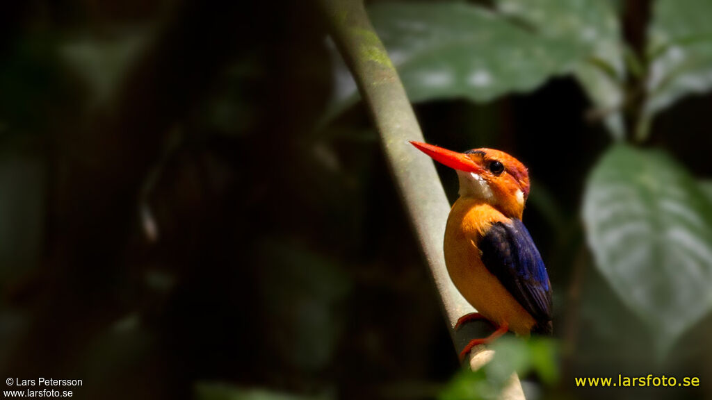 African Dwarf Kingfisher