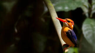 African Dwarf Kingfisher