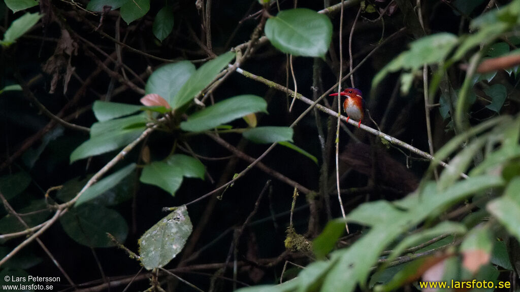 White-bellied Kingfisher