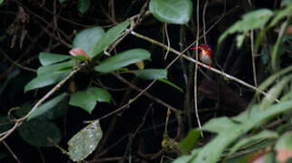 White-bellied Kingfisher