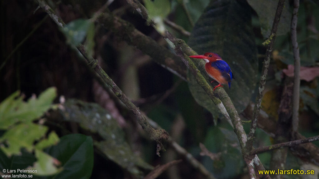 White-bellied Kingfisher