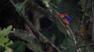 White-bellied Kingfisher