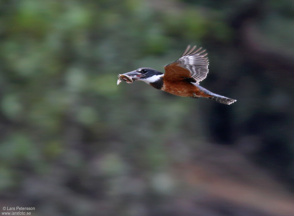 Martin-pêcheur à ventre roux