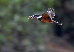 Ringed Kingfisher