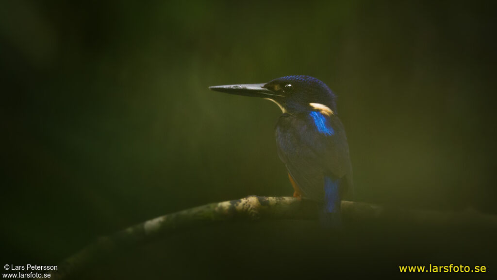 Shining-blue Kingfisher