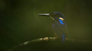 Shining-blue Kingfisher