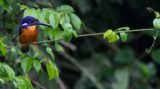 Shining-blue Kingfisher