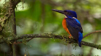 Shining-blue Kingfisher