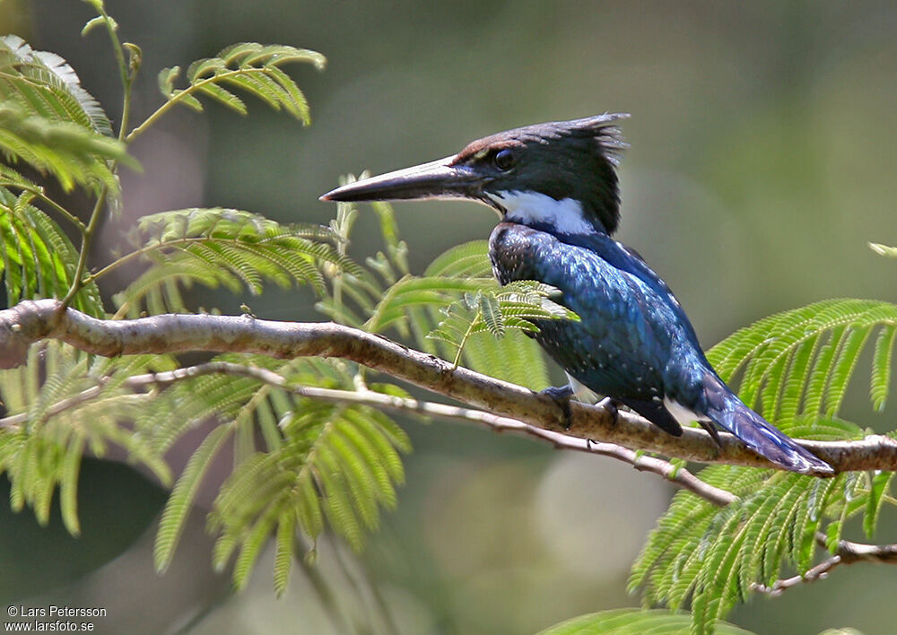 Martin-pêcheur d'Amazonie