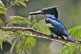 Amazon Kingfisher