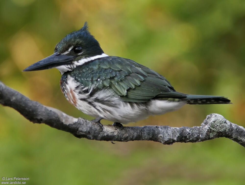 Amazon Kingfisher