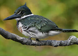 Amazon Kingfisher