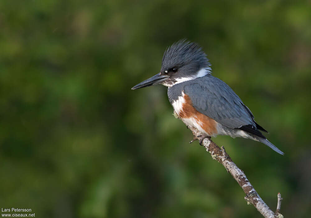 Belted Kingfisher female adult, identification