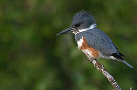 Belted Kingfisher