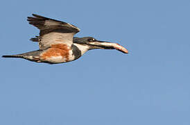 Belted Kingfisher