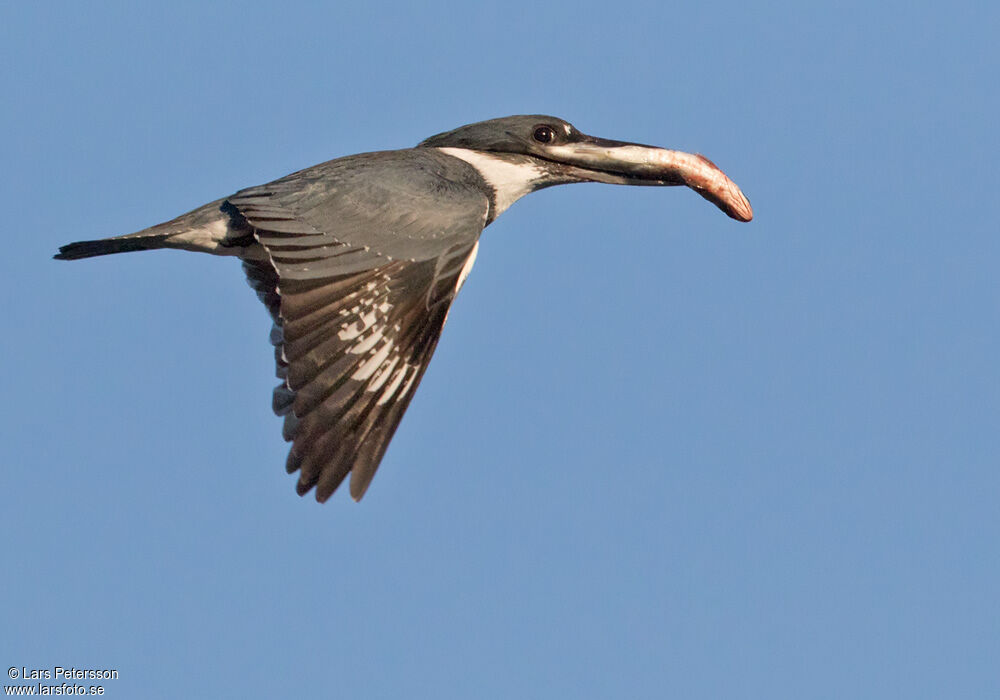 Belted Kingfisher