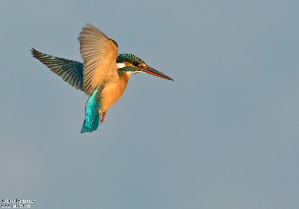 Common Kingfisher