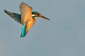 Common Kingfisher