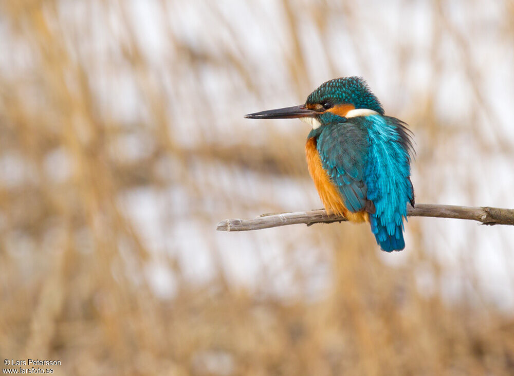 Common Kingfisher