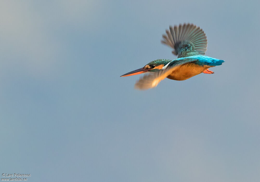 Common Kingfisher