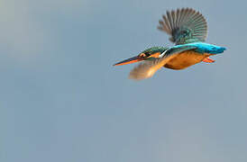 Common Kingfisher