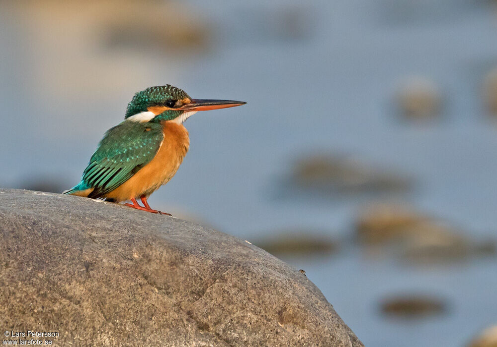 Common Kingfisher