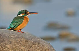 Common Kingfisher