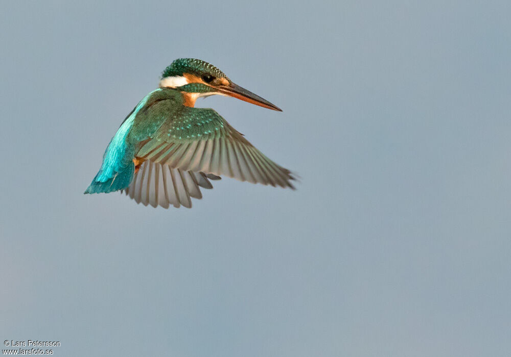 Common Kingfisher