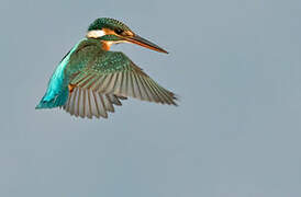 Common Kingfisher