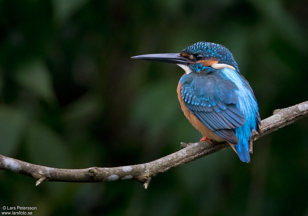 Common Kingfisher