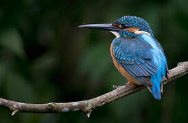 Common Kingfisher