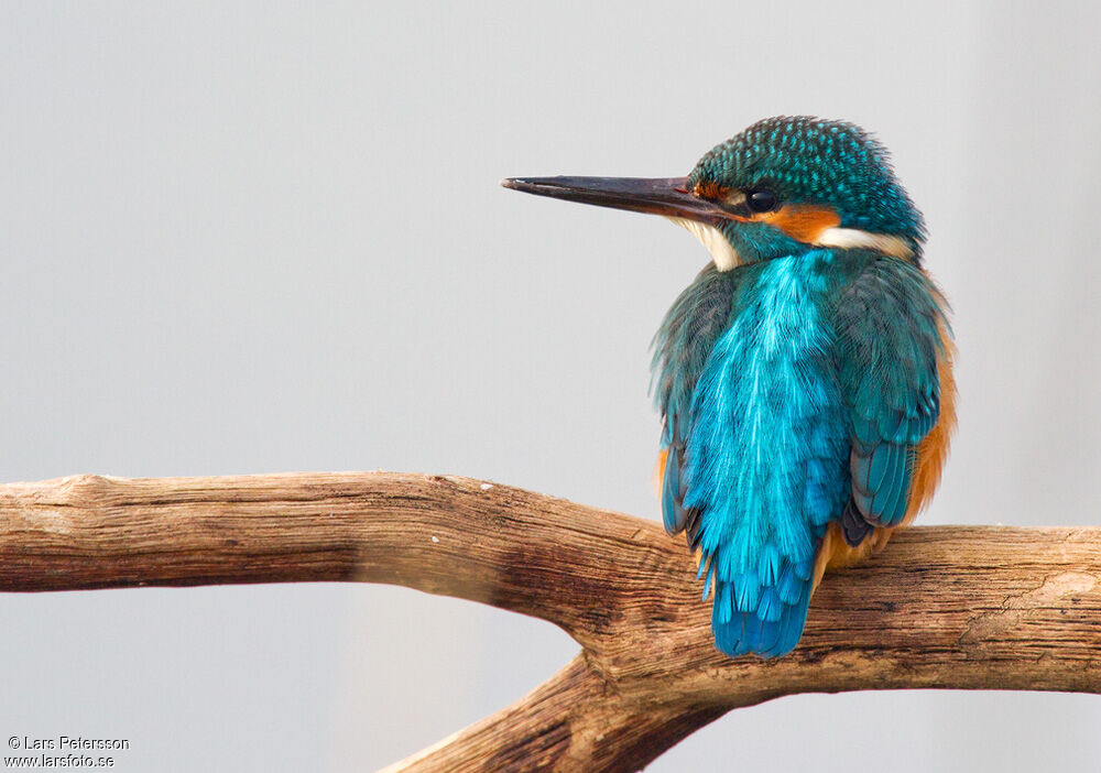 Common Kingfisher