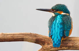 Common Kingfisher