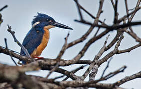 Common Kingfisher