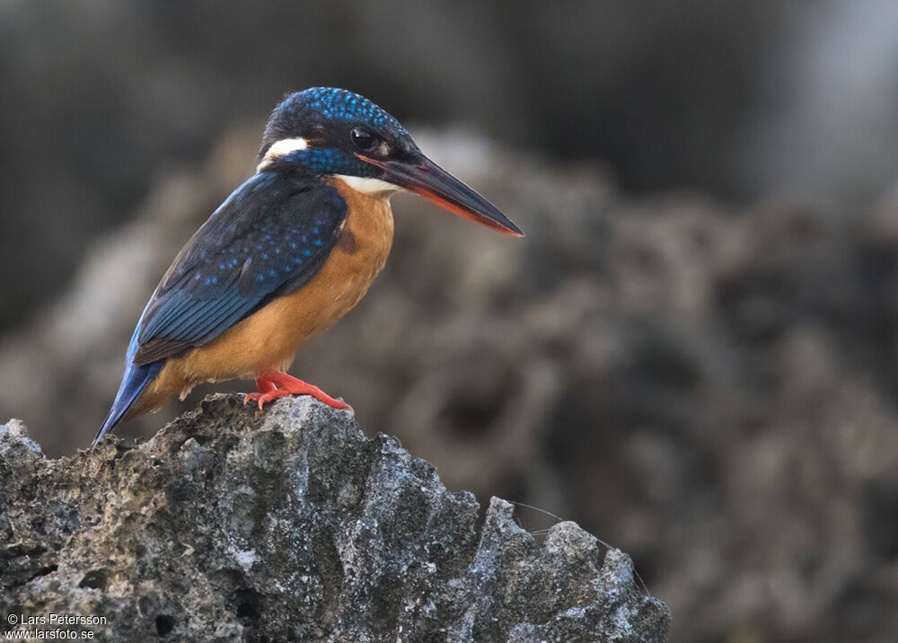 Common Kingfisher