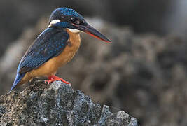 Common Kingfisher