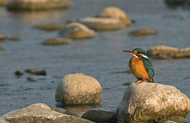 Common Kingfisher