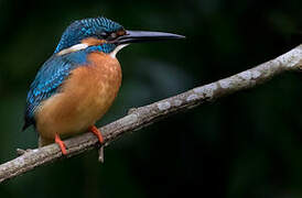 Common Kingfisher