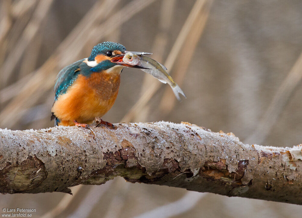 Common Kingfisher