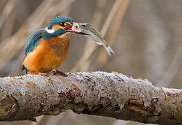 Common Kingfisher