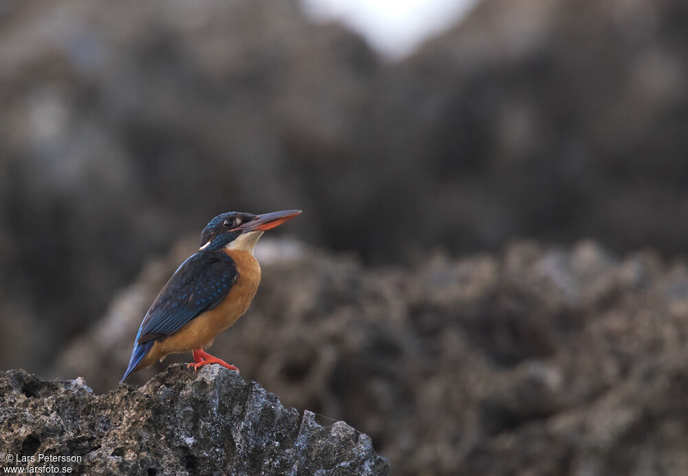 Common Kingfisher