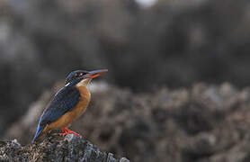 Common Kingfisher