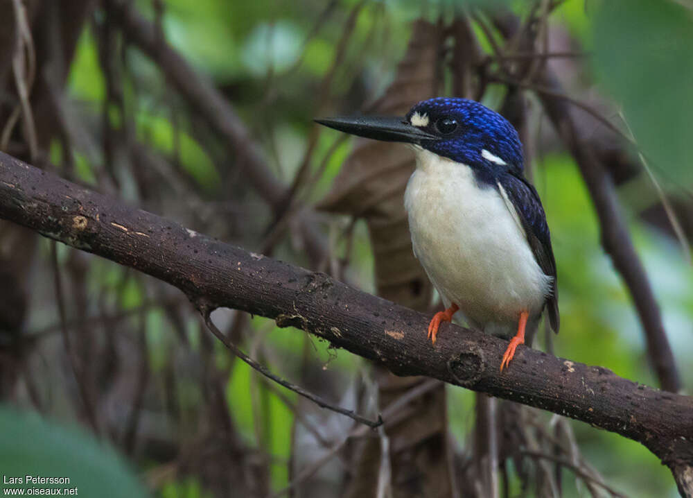 Makira Dwarf Kingfisheradult