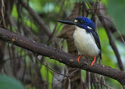 Makira Dwarf Kingfisher