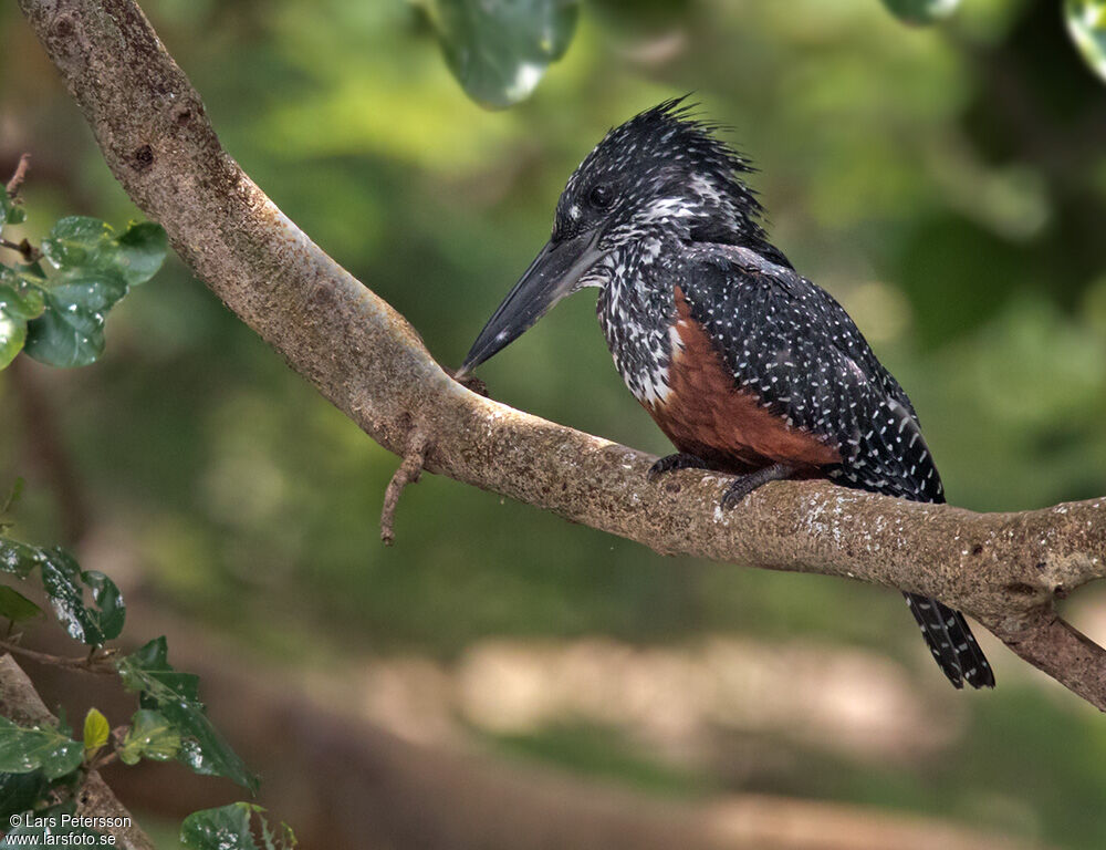 Giant Kingfisher