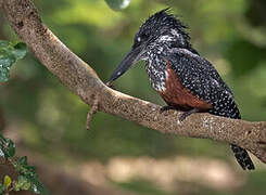 Giant Kingfisher