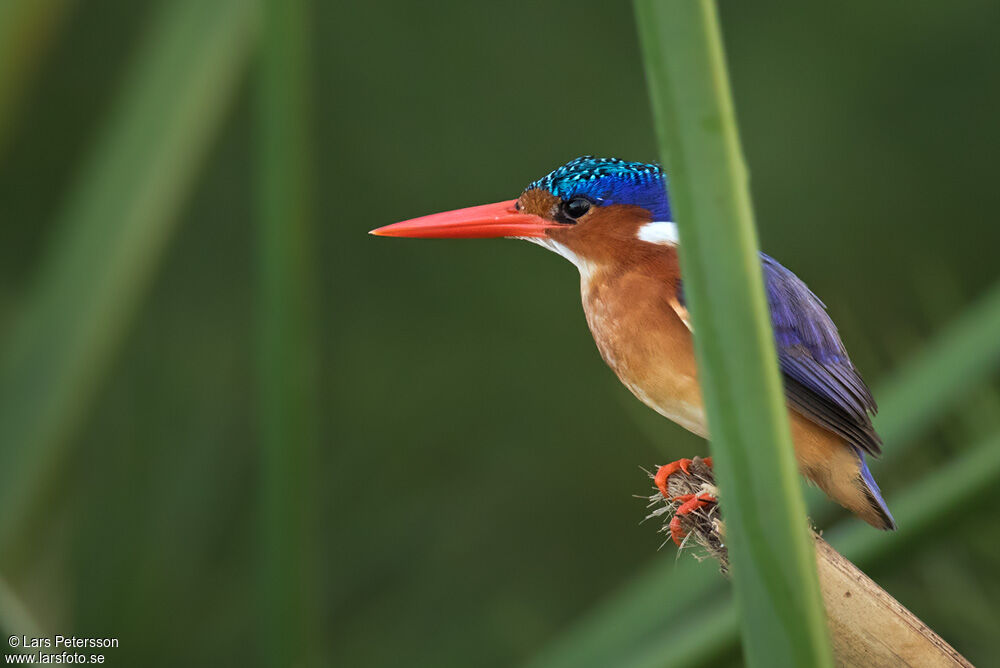 Malachite Kingfisher