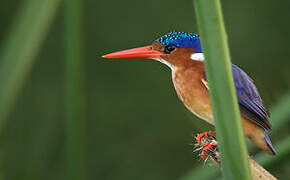 Malachite Kingfisher